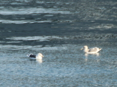 Larus argentatus mongolicus