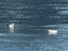 Larus argentatus mongolicus