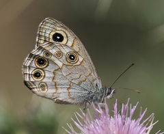 Lasiommata schakra