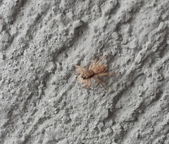 Menemerus bivittatus