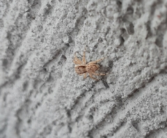 Menemerus bivittatus