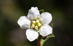 Escallonia virgata