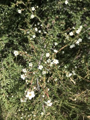 Escallonia virgata