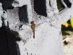 Sympetrum danae