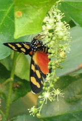 Heraclia africana