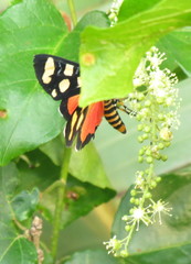 Heraclia africana