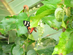 Heraclia africana