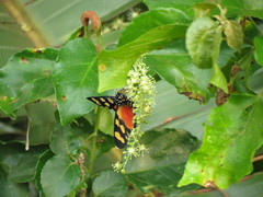 Heraclia africana