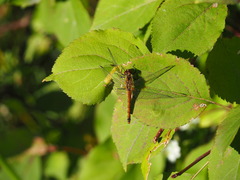 Sympetrum danae