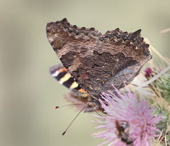 Aglais caschmirensis aesis