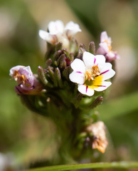 Euphrasia antarctica