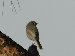 Phoenicurus ochruros