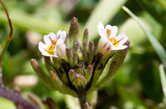 Euphrasia antarctica