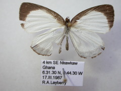 Liptena simplicia