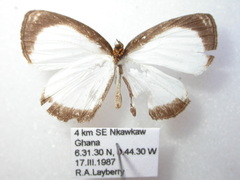 Liptena simplicia