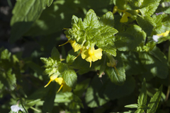 Rhynchocorys elephas