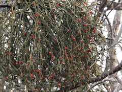 Viscum coloratum