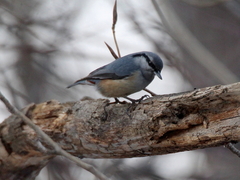 Sitta europaea amurensis
