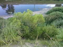 Baccharis dracunculifolia
