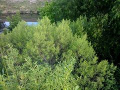 Baccharis dracunculifolia