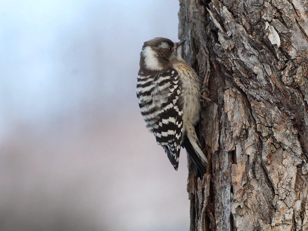 Japanese Pygmy Woodpecker illustration