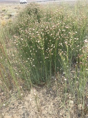Baccharis juncea
