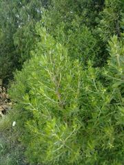 Baccharis dracunculifolia