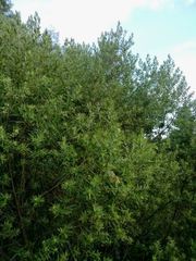 Baccharis dracunculifolia