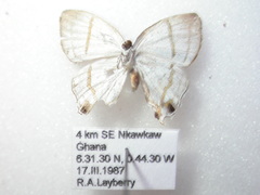 Hypolycaena