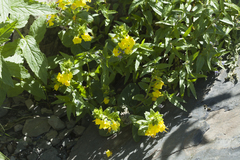 Rhynchocorys elephas