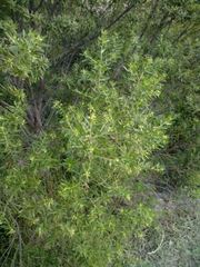 Baccharis dracunculifolia
