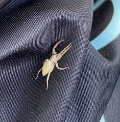 Arachosia praesignis