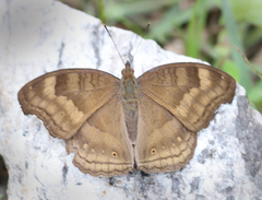 Junonia iphita iphita