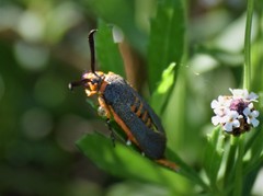 Eichlinia grande