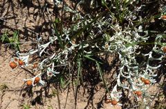 Helichrysum cochleariforme