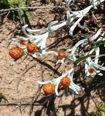 Helichrysum cochleariforme