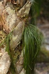 Vittaria lineata image