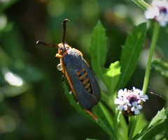 Eichlinia grande
