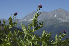 Cirsium sychnosanthum