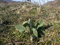 Cynoglossum creticum