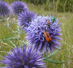 Stictoleptura cordigera