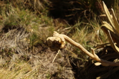 Espeletia congestiflora