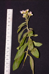 Pluchea tomentosa