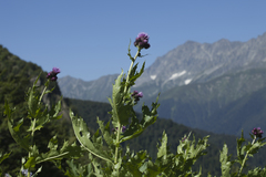 Cirsium sychnosanthum