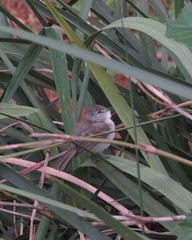 Camptostoma obsoletum