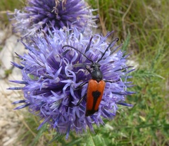 Stictoleptura cordigera