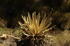 Espeletia congestiflora