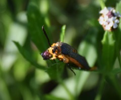 Eichlinia grande