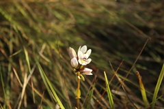Gentianella corymbosa