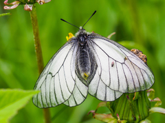 Parnassius stubbendorfii